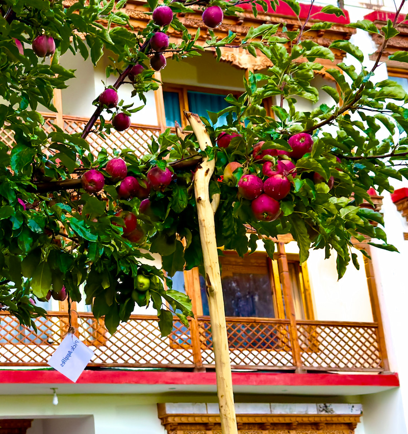 Apple Tree